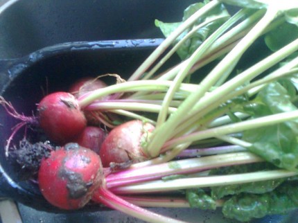 Our first beet crop ... or not! - Sprig